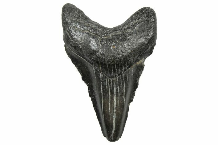 Juvenile Megalodon Tooth - South Carolina #298774